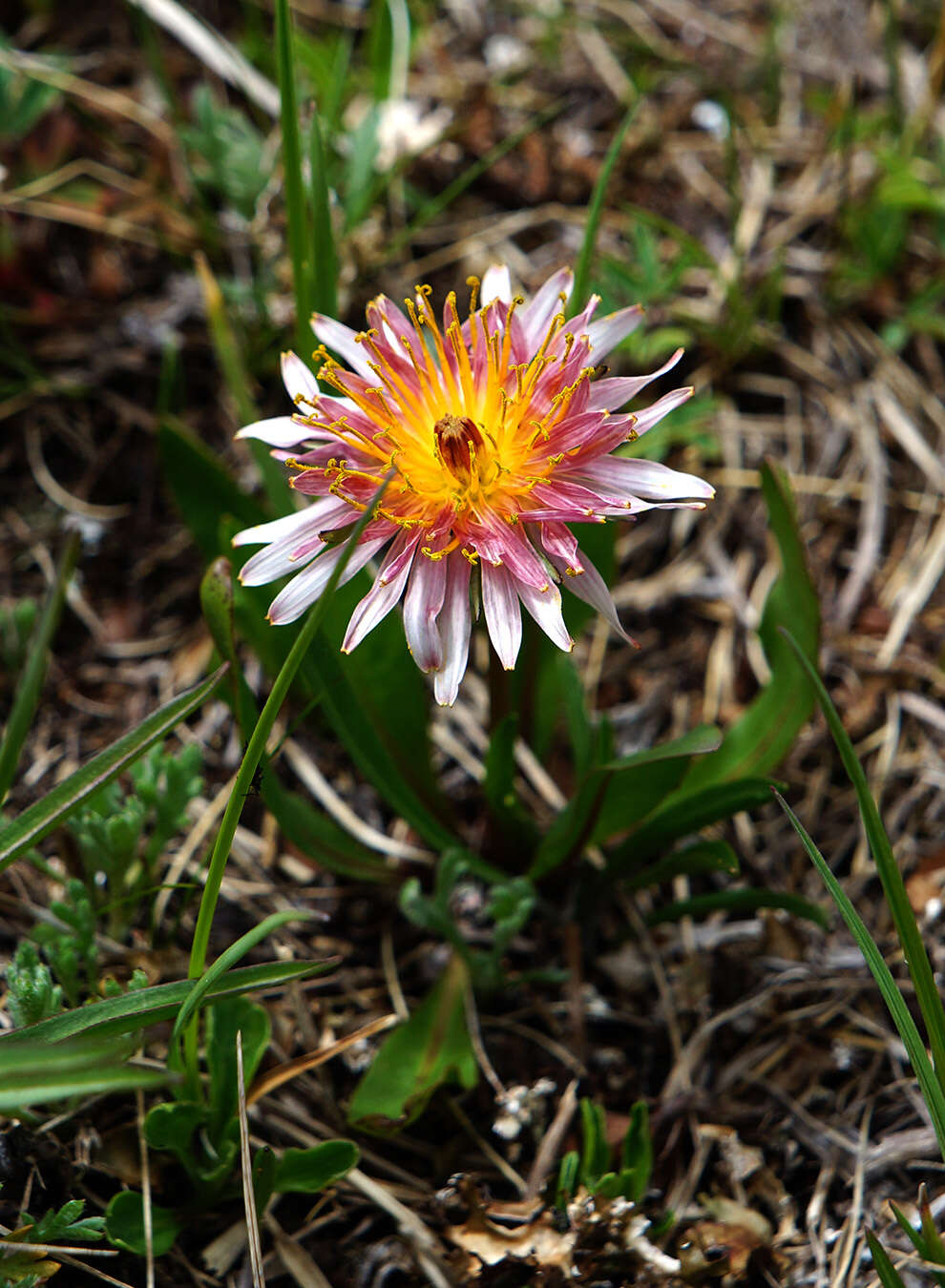 Sivun Taraxacum porphyranthum Boiss. kuva