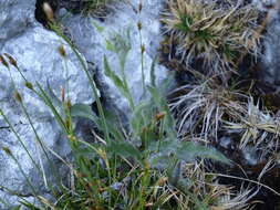 Image of woolly hawkweed