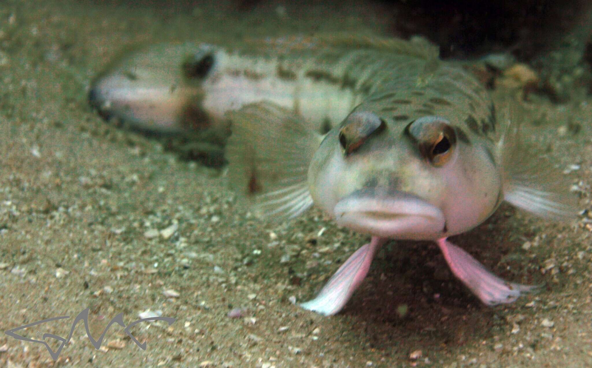 Image of Ramsay&#39;s grubfish