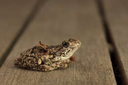 Litoria peronii (Tschudi 1838)的圖片