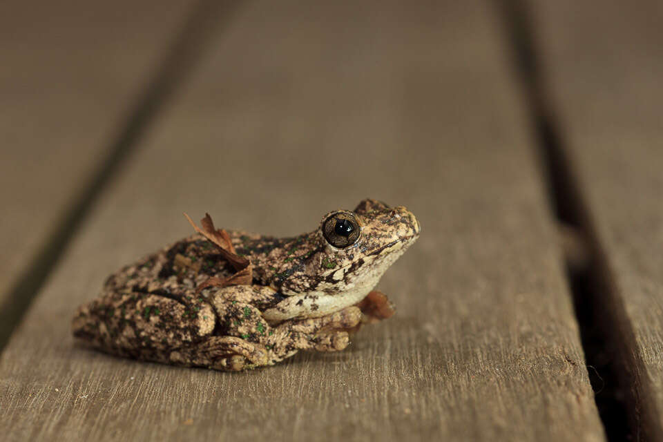 Litoria peronii (Tschudi 1838)的圖片