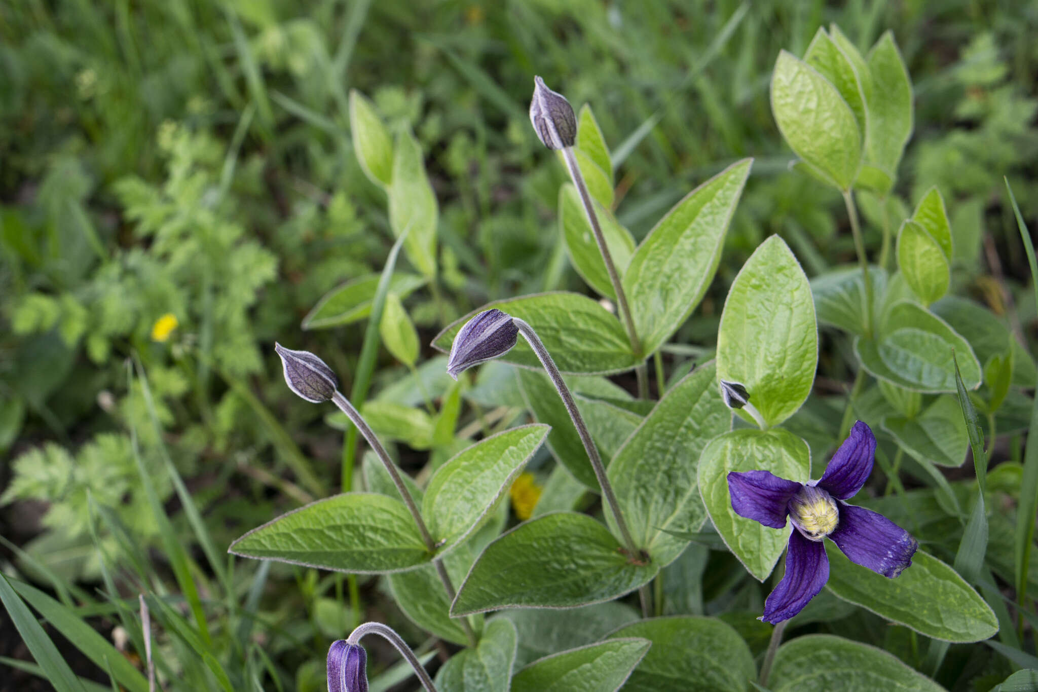 Imagem de Clematis integrifolia L.