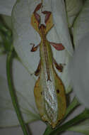 Image of Seychelles leaf insect