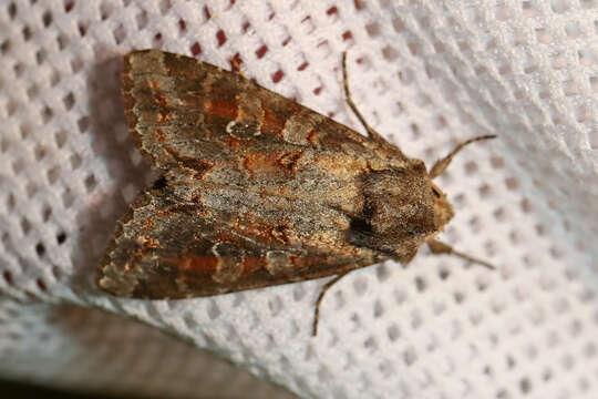 Image of Pale shining brown moth