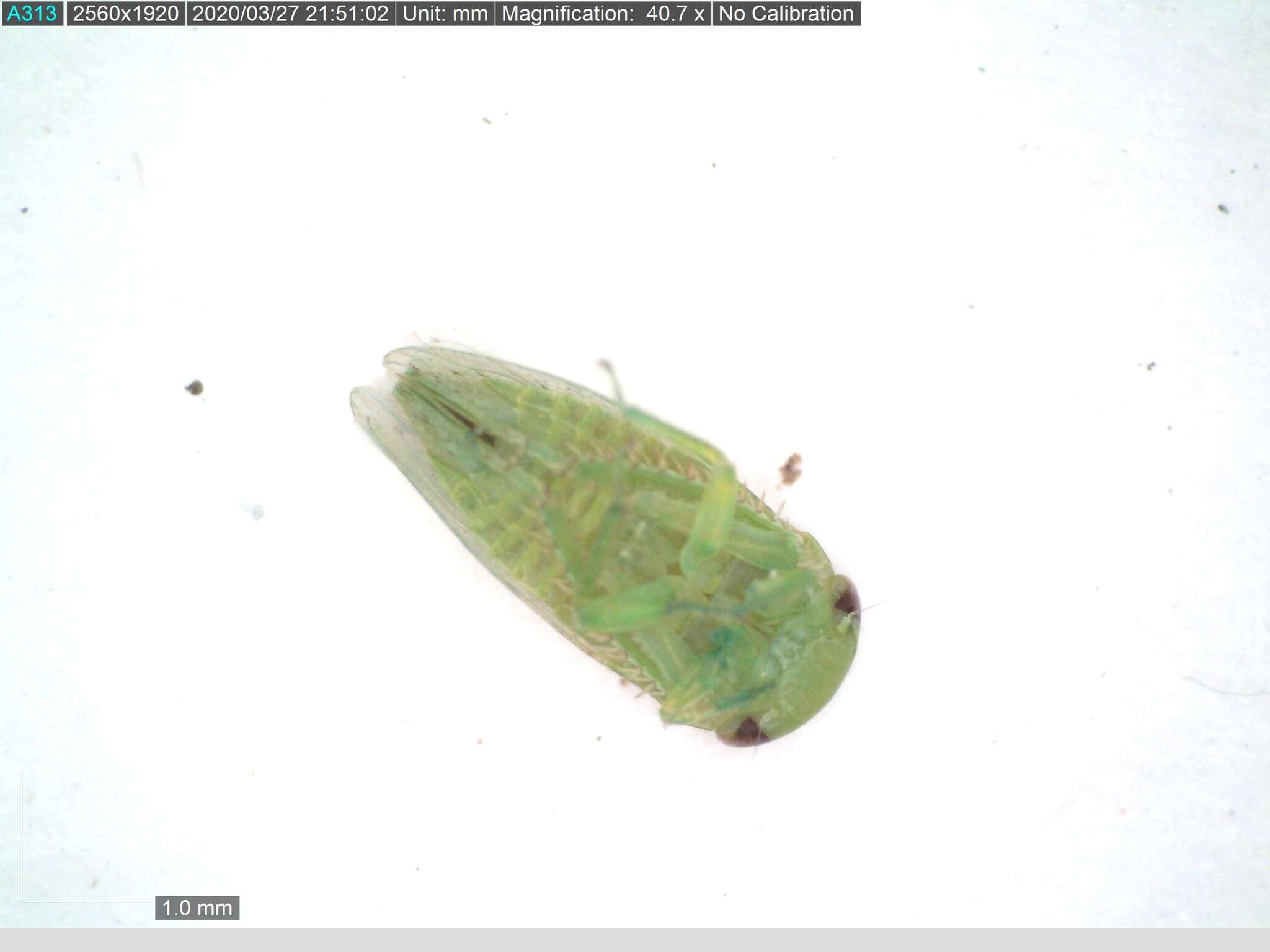 Image of Leafhopper