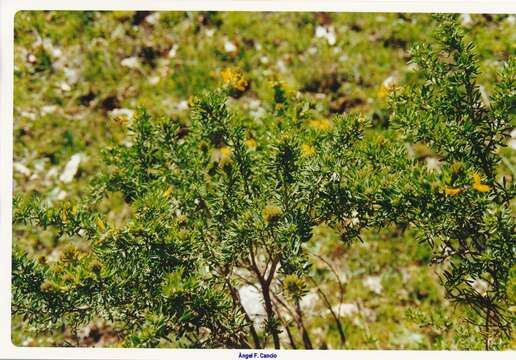 Image of Adenocarpus hispanicus (Lam.) DC.