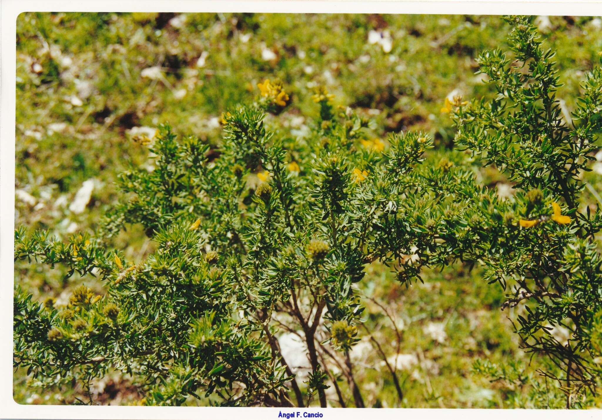 Слика од Adenocarpus hispanicus (Lam.) DC.