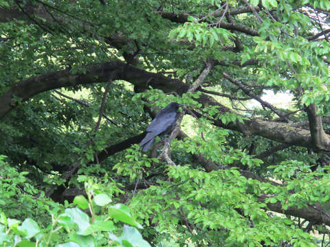 Image of Corvus corone corone Linnaeus 1758