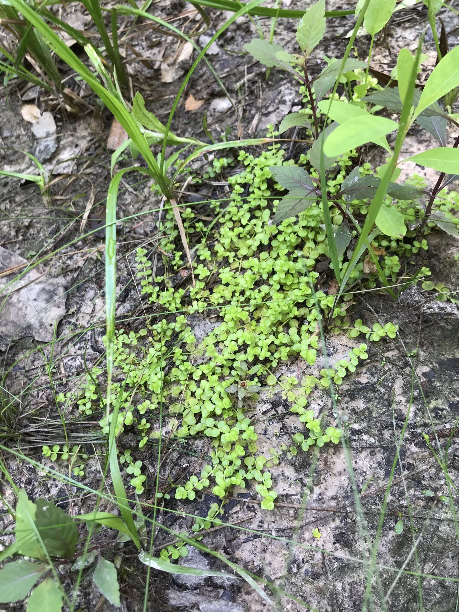 Image of mudflower