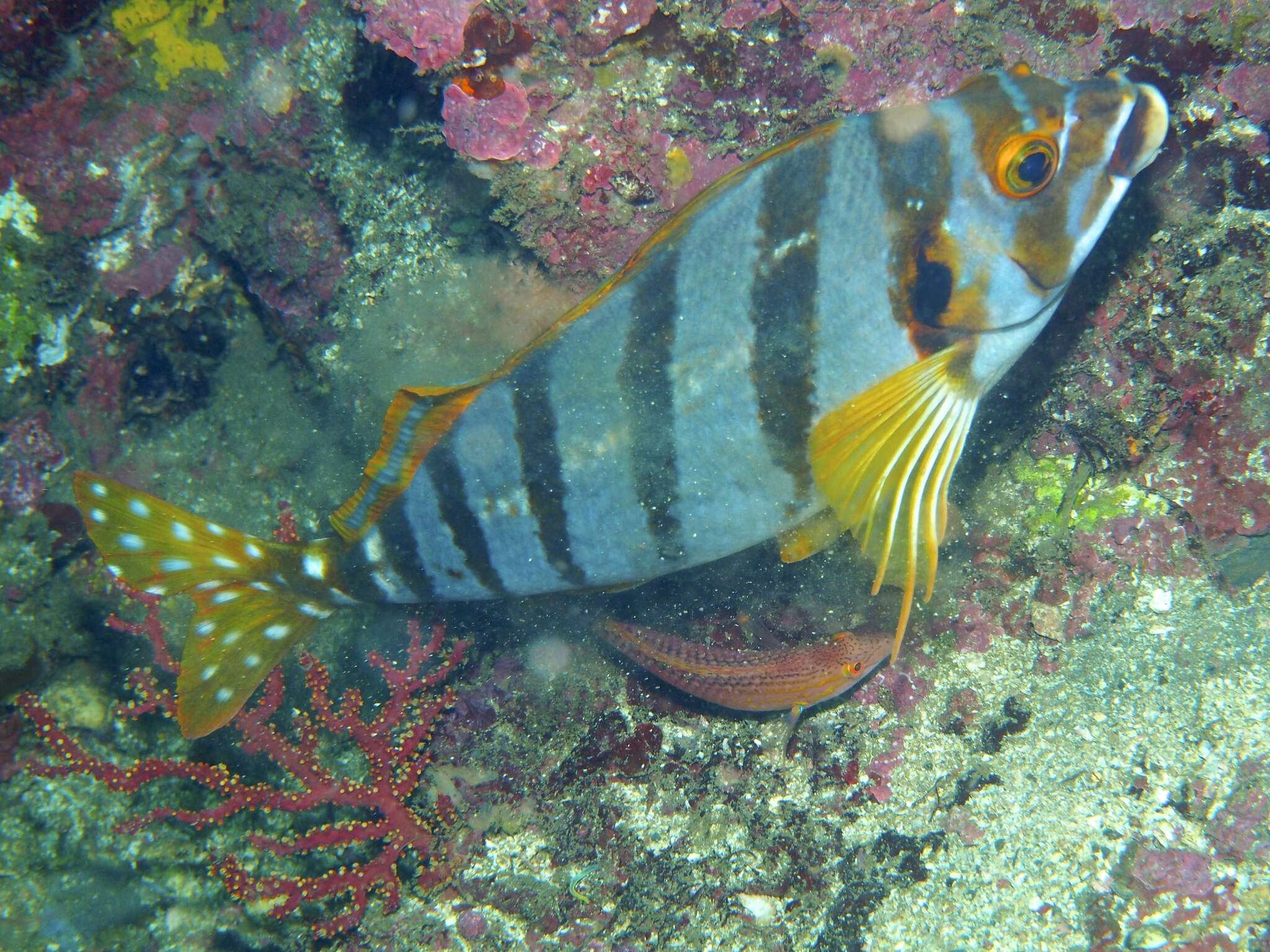 Image of Flag fish