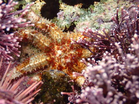 Image of Coscinasterias calamaria (Gray 1840)