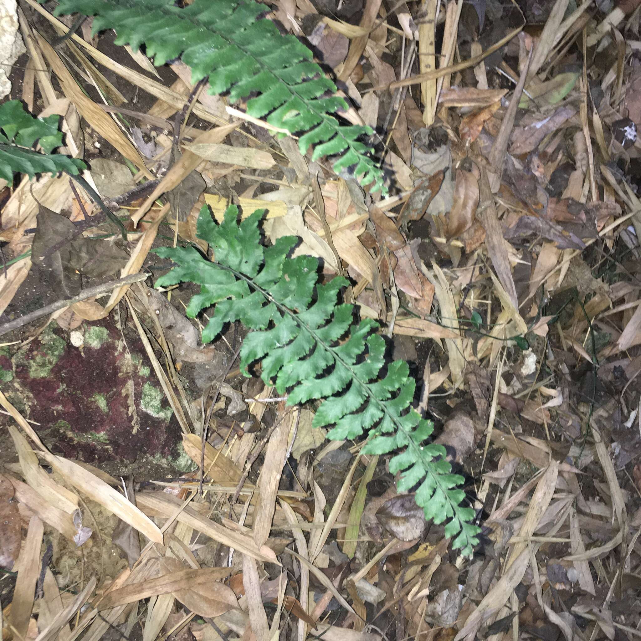 Image de Hymenasplenium excisum (C. Presl) S. Linds.