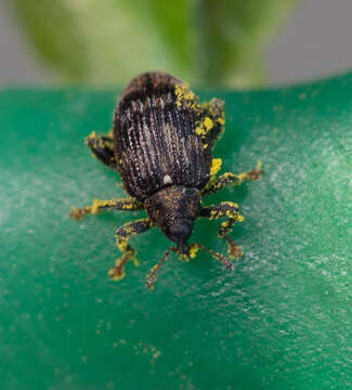 Image of Tachyerges decoratus Redtenbacher & L. 1849