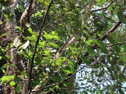 Image of Formosan alder