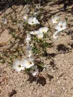 Image of golden linanthus