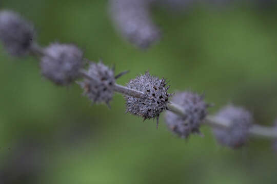 Image of Micromeria myrtifolia Boiss. & Hohen.