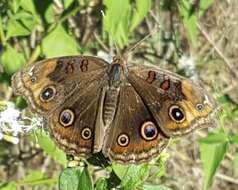 Image of Junonia nigrosuffusa Barnes & McDunnough 1916