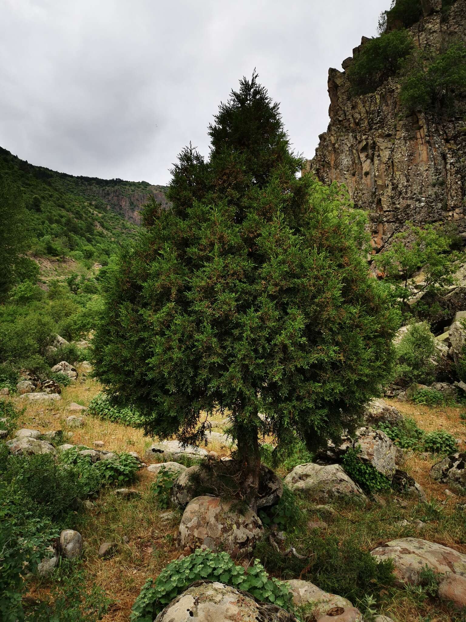 Image de Juniperus foetidissima Willd.