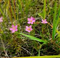 Image of Centaurium littorale subsp. compressum (Hayne) J. Kirschner