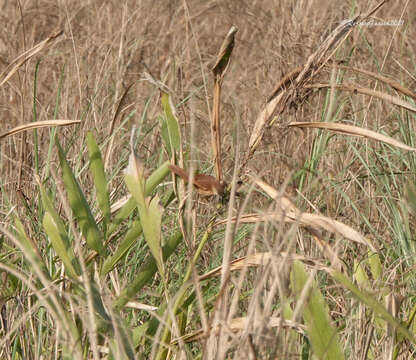 Image of Slender-billed Babbler