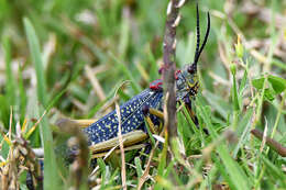 صورة Phymateus (Phymateus) karschi Bolívar & I. 1904