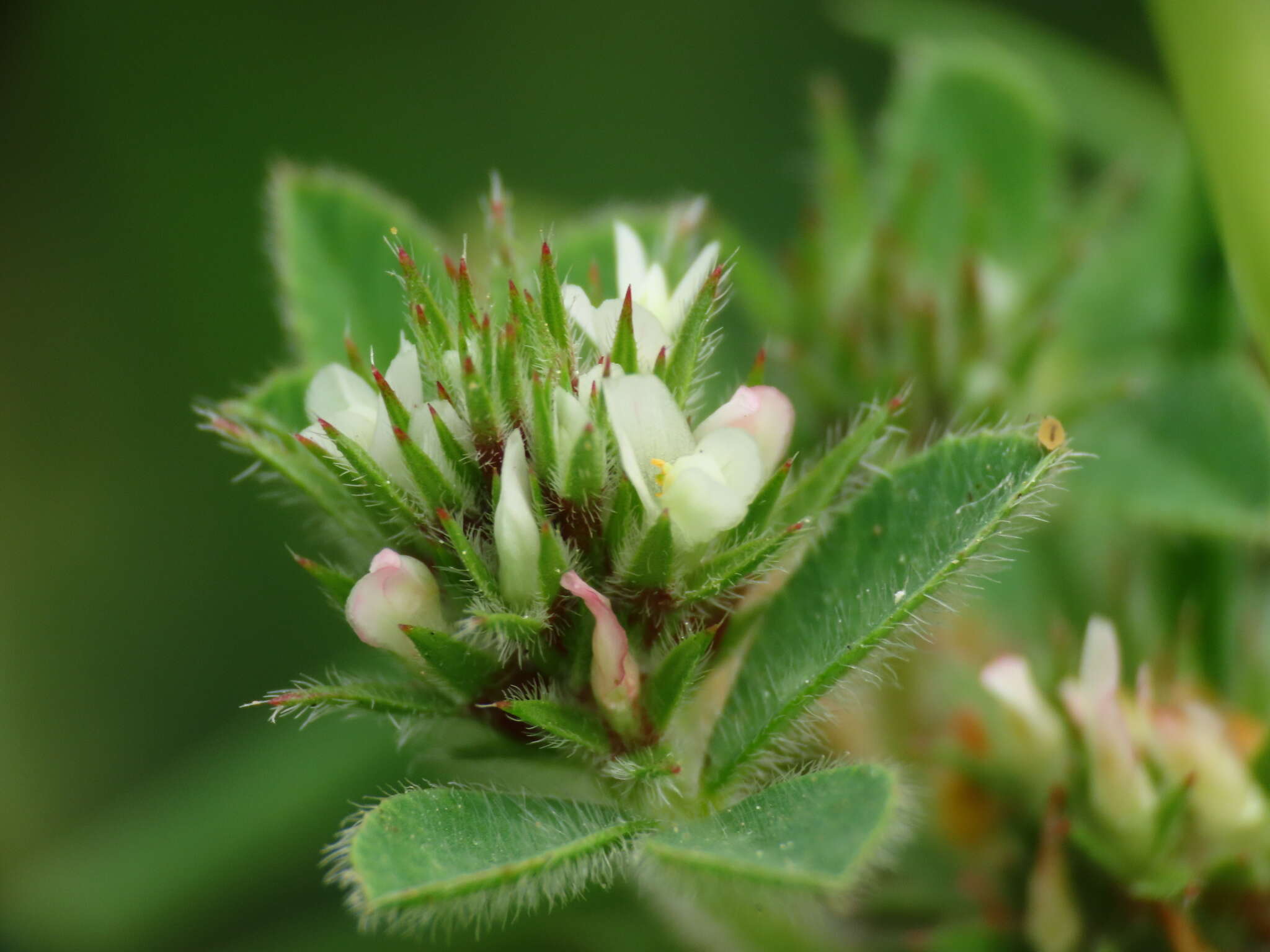 Plancia ëd Trifolium scabrum L.