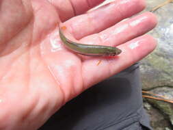 Image of Tricolor Shiner