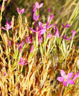 Image of Centaurium littorale subsp. compressum (Hayne) J. Kirschner