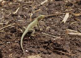 Plancia ëd Microlophus theresioides (Donoso-barros 1966)