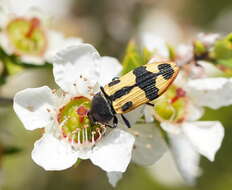 Image of Castiarina interstitialis (Carter 1931)