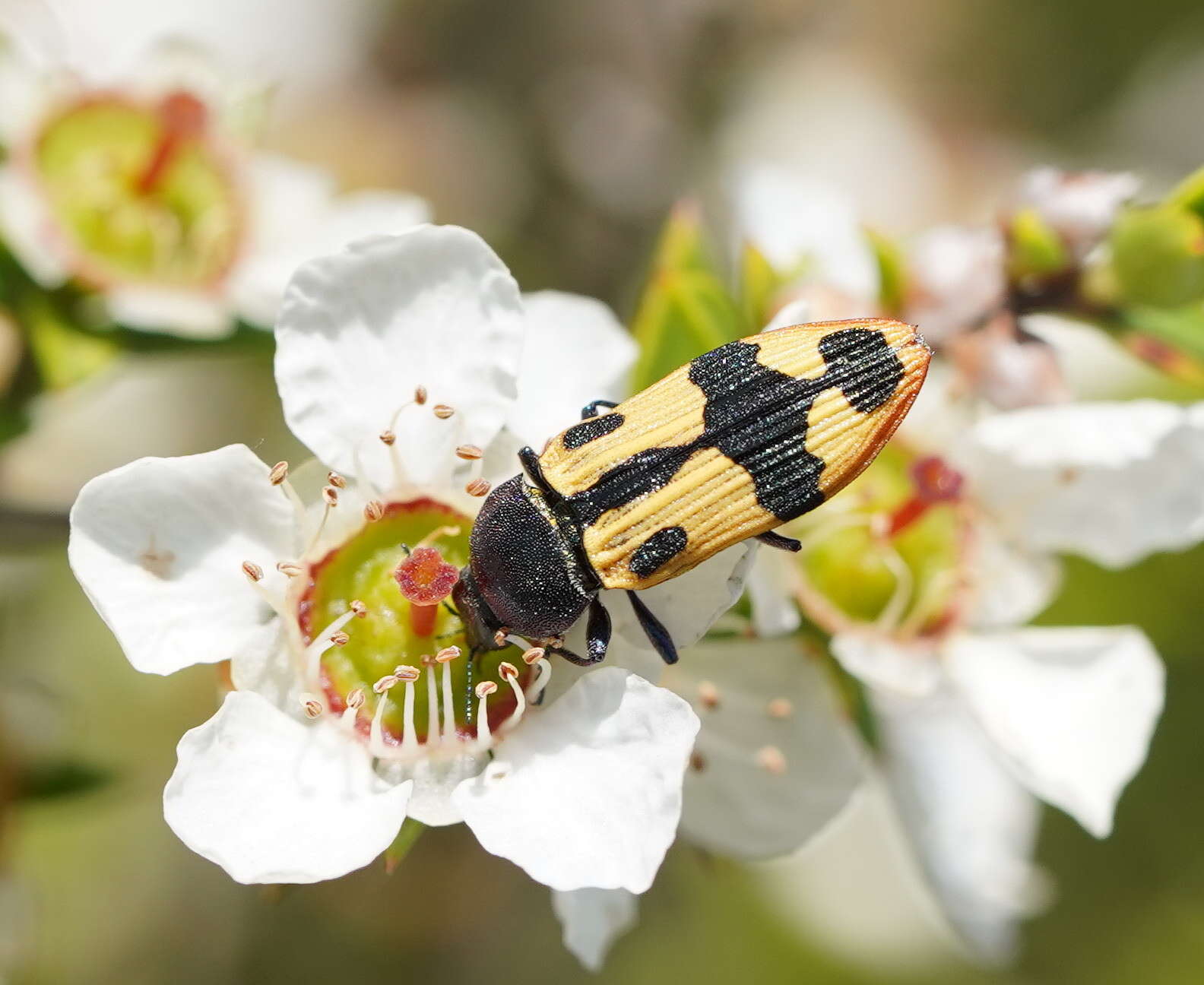 Image of Castiarina interstitialis (Carter 1931)