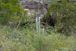 Pilosocereus fulvilanatus (Buining & Brederoo) F. Ritter的圖片