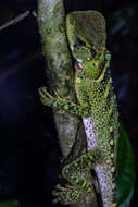 Image of Broad-headed woodlizard