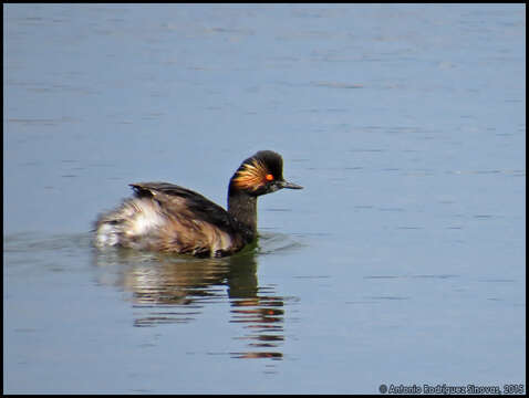 Image of Podiceps Latham 1787