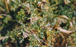 Plancia ëd Genista hispanica subsp. occidentalis Rouy