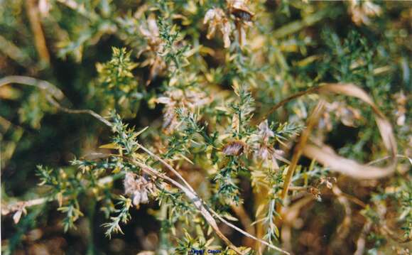 Image of Genista hispanica subsp. occidentalis Rouy