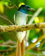 Image of Amur Paradise Flycatcher