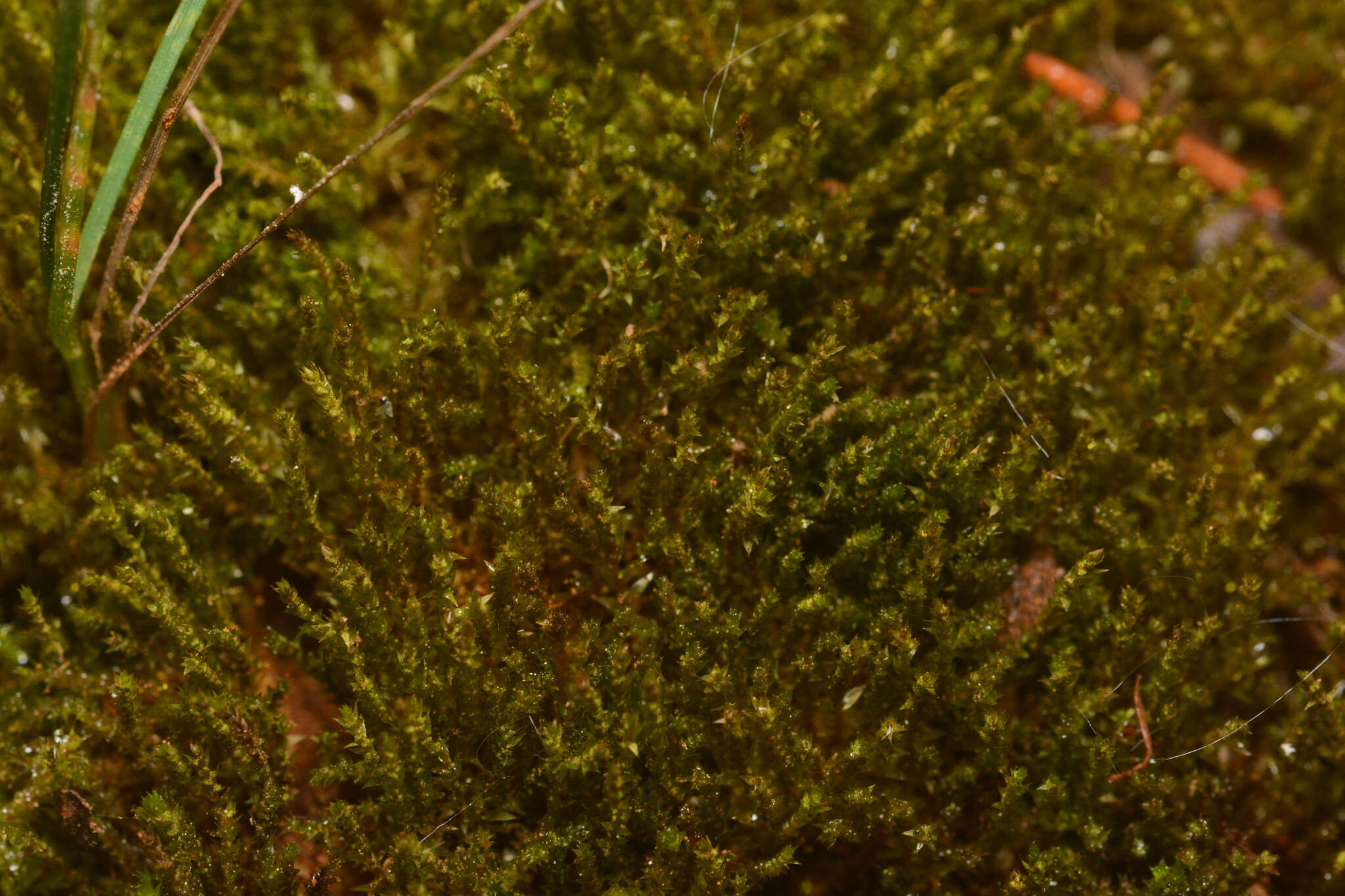 Image of pohlia moss