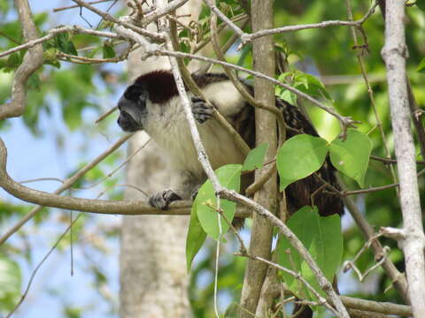 Image of Geoffroy's tamarin