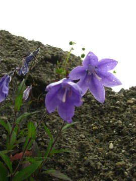 Image of Adenophora morrisonensis subsp. uehatae (Yamam.) Lammers