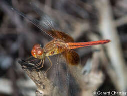 Image of Neurothemis intermedia (Rambur 1842)