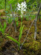 Image de Platanthera blephariglottis (Willd.) Lindl.