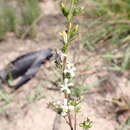 Image de Wahlenbergia neostricta Lammers