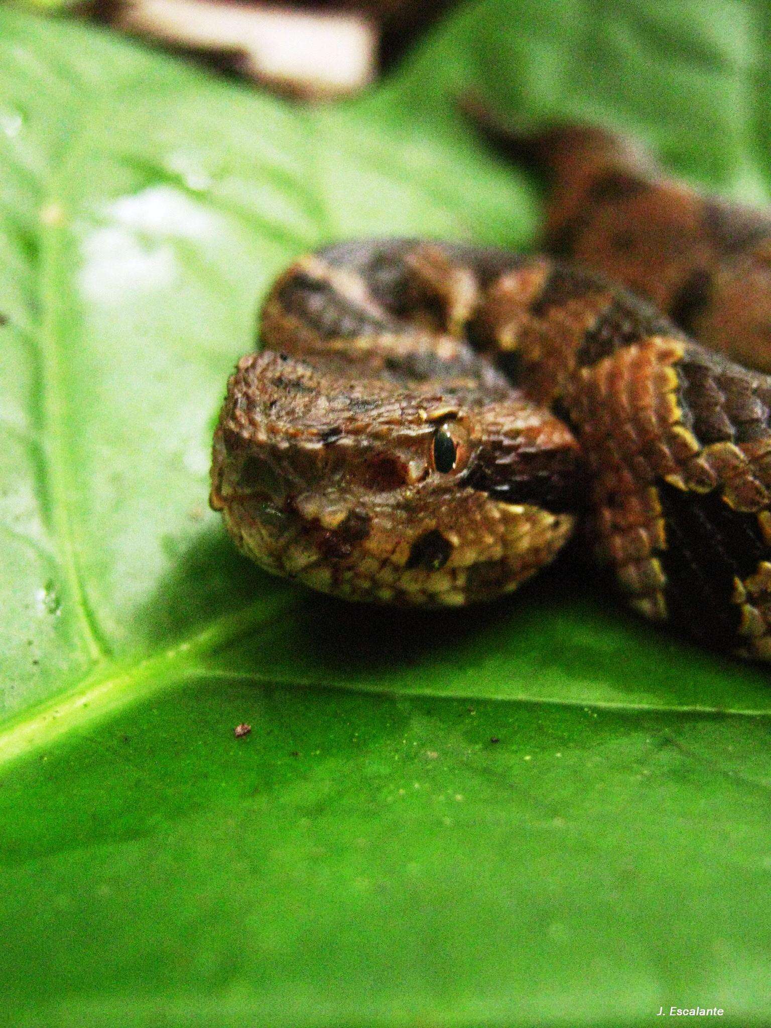 Image of Metlapilcoatlus olmec (Perez-Higareda, Smith & Julia-Zertuche 1985)