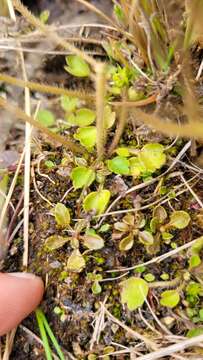 Image of Brachyscome longiscapa G. Simpson & J. S. Thomson