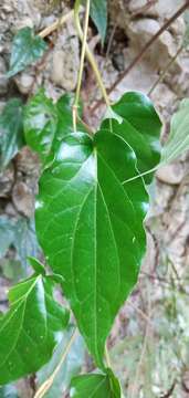 Image of Betel pepper