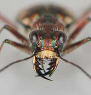 Image of Dune tiger beetle