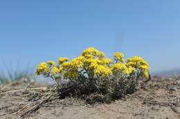 Слика од Alyssum obovatum (C. A. Mey.) Turcz.