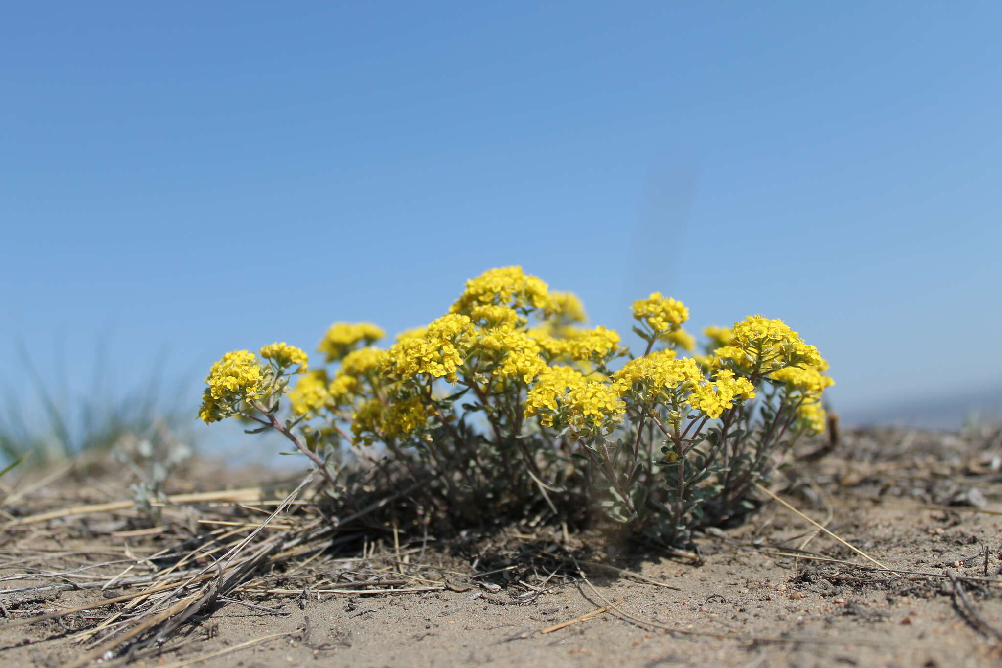 Слика од Alyssum obovatum (C. A. Mey.) Turcz.