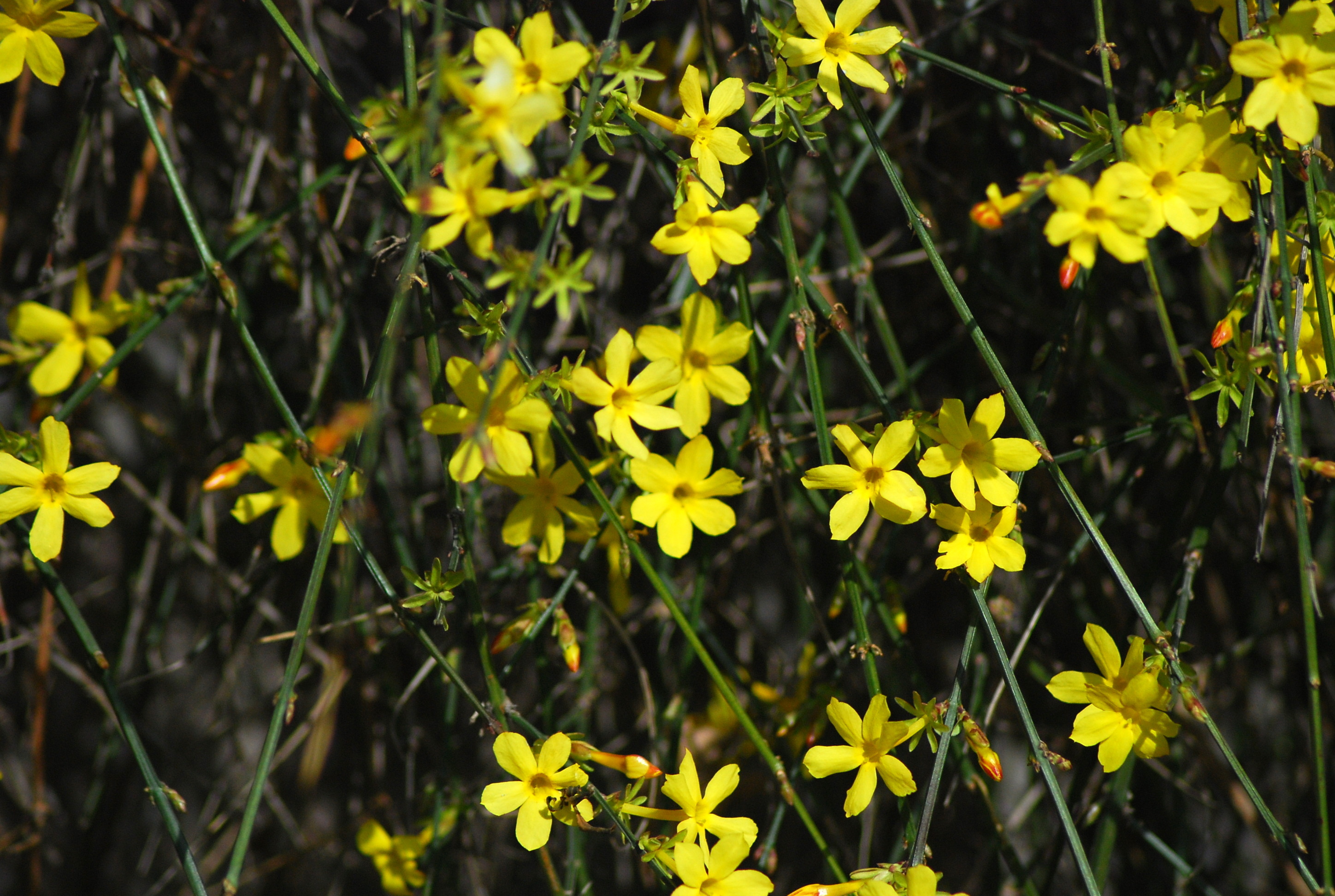 Jasminum nudiflorum (rights holder: shizhao)